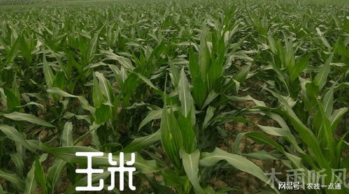 夏玉米二代鉆心蟲防治關(guān)鍵期 精準(zhǔn)時間與科學(xué)方法助你增產(chǎn)