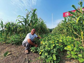 遂寧大豆玉米復(fù)合種植競(jìng)賽摘得桂冠 玉米種植技巧全解讀