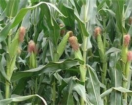 新丹001玉米種特性及適種土質(zhì)條件解析