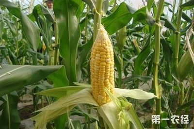 玉米種植 常見(jiàn)育種方法解析