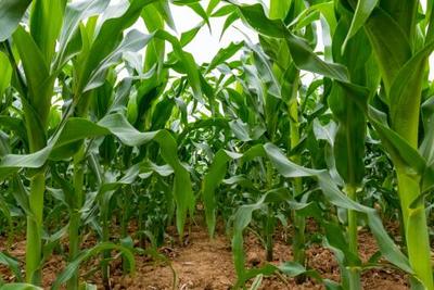 玉米種植全指南 最佳播種時(shí)間、保險(xiǎn)賠付與種植標(biāo)準(zhǔn)化解讀