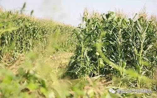 黑玉米 天然有機(jī)的減肥良品，2小時(shí)售罄10000份的神奇玉米