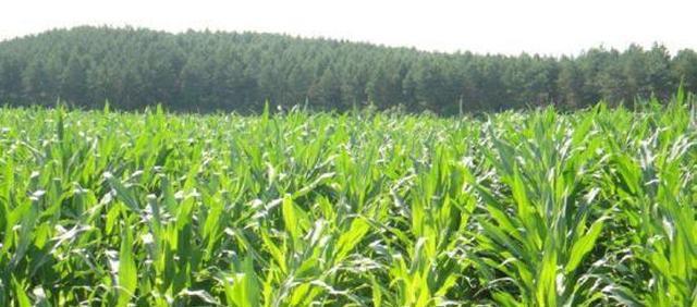 種植玉米如何高產(chǎn)？全套種植技術(shù)在這里，趕緊學(xué)起來(lái)！