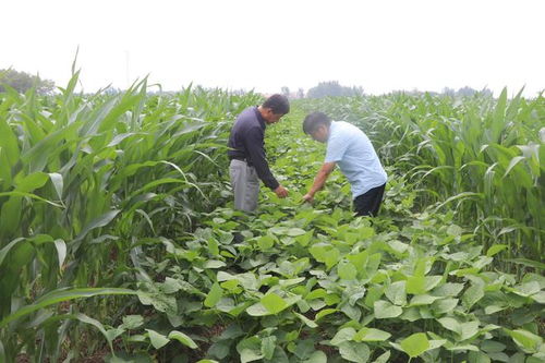 商店鎮(zhèn)大豆玉米帶狀復(fù)合種植基地作物長(zhǎng)勢(shì)喜人，玉米種植迎來(lái)豐收希望