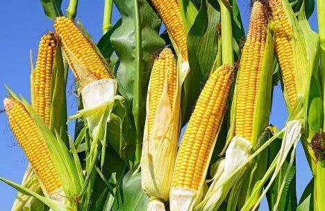 夏季種玉米怎么種 高產玉米妙招是什么 這篇文章告訴你